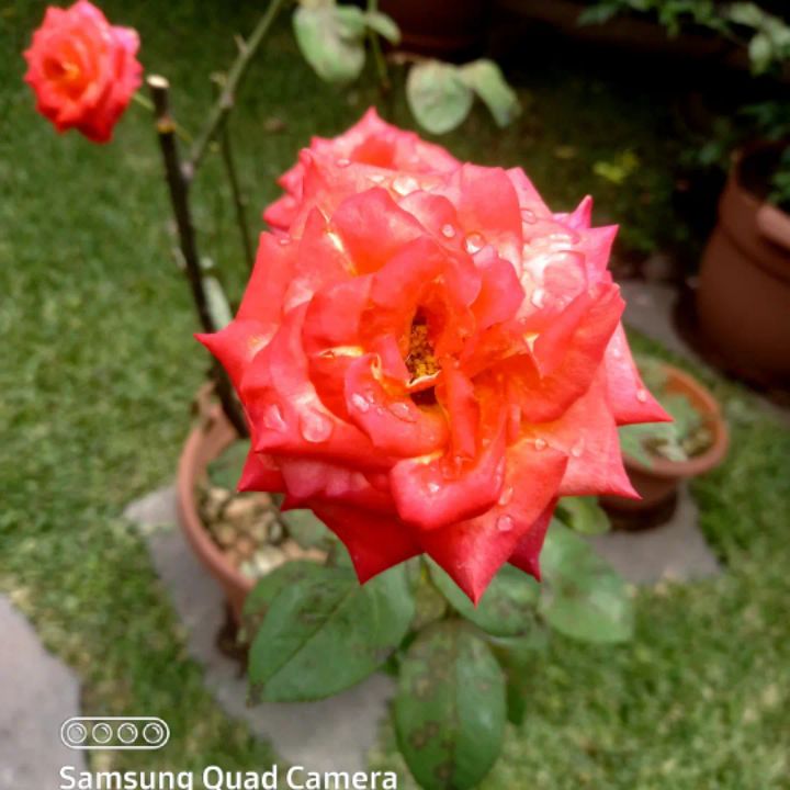 goodnovel comment avatar