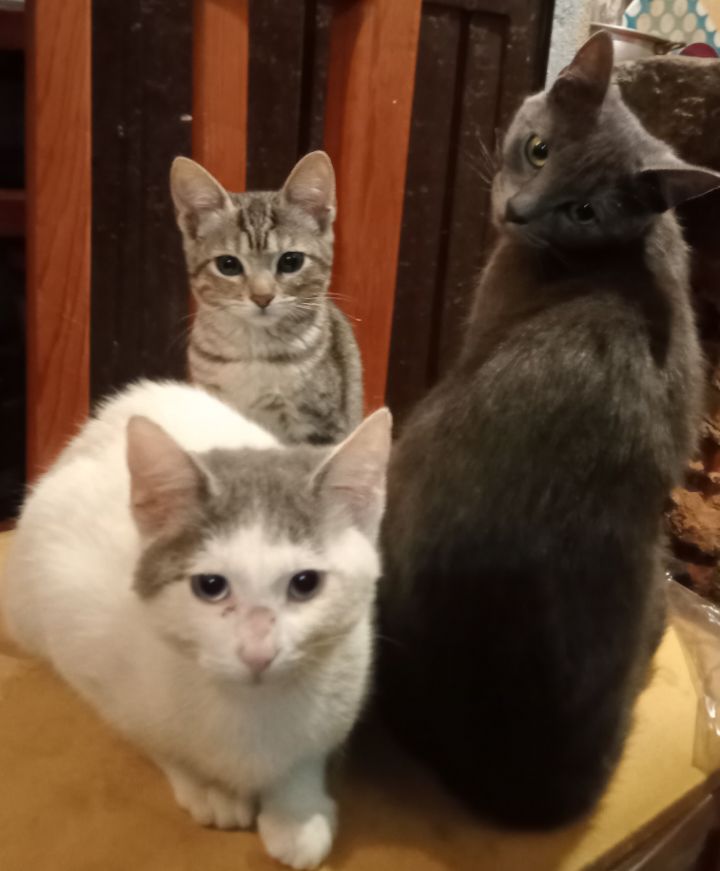 goodnovel comment avatar