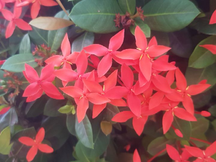 goodnovel comment avatar